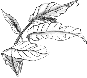 Aracées Spathiphyllum (Cochlearis Pathum)