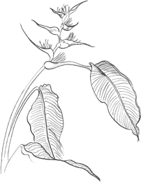 Helicomia Latispatha (Musacées)