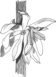 Magnolia Etoile