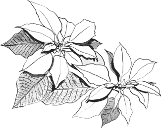 Poinsettia ou Euphorbe Ecarlate