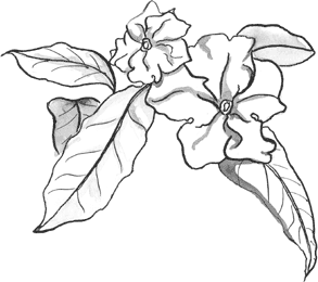 Solanacées Brunfelsia (Paciflora Benth)