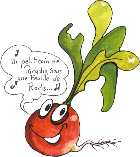 http://www.alyon.org/InfosTechniques/biomedical/biologie/vegetale/legumes_humoristiques/le_radis_(dit_pad_soussis).jpg